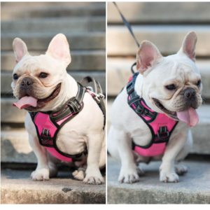 PoyPet No Pull Dog Harness, No Choke Front Clip Dog